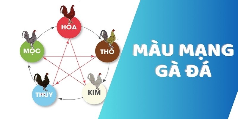 Hướng dẫn xem màu mạng gà tương sinh tương khắc